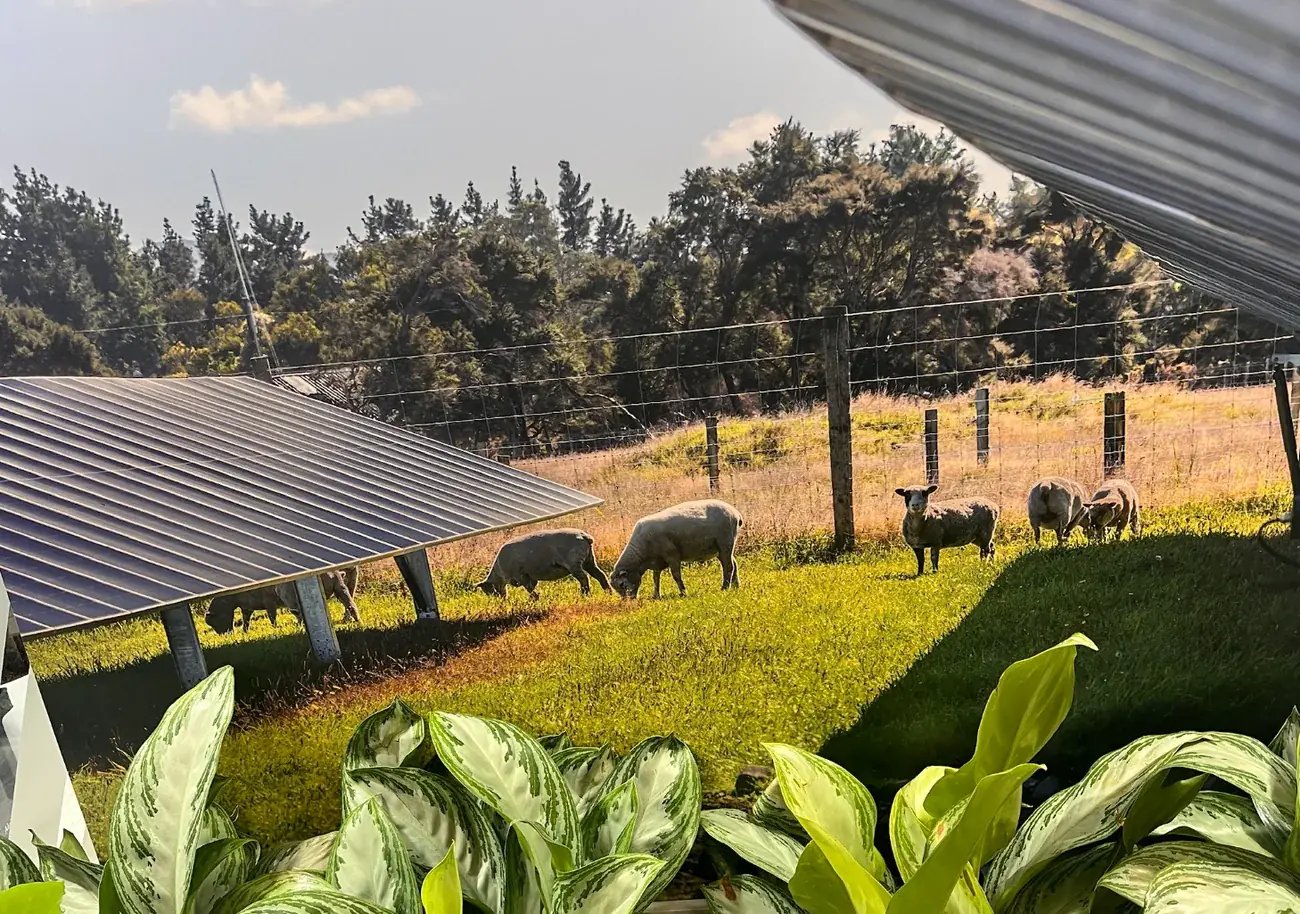 Schafe weiden unter aufgeständerten Solarmodulen als Beispiel für Agri-PV mit Tierhaltung